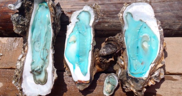 Blauwe oesters