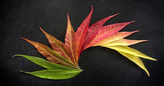 De chemie van herfstkleuren